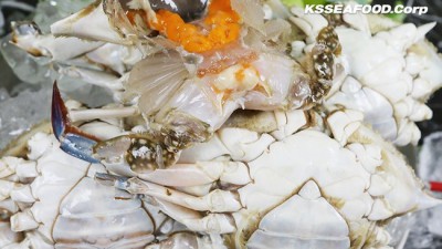 싱싱한 꽃게🦀 도매 가격 실화?! 득템 후기 & 똑똑한 구매팁 대방출!
